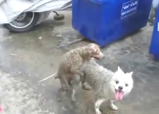 Gay dog caring with a bunch of sexy mutts