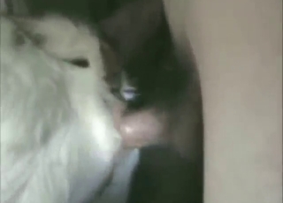 Hot animal helps this dude reach a strong orgasm