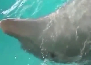 Satisfying dolphin cock with handjobs and orgasms