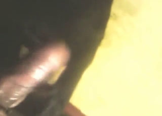 Bait to enjoyment from that dog was too damn high