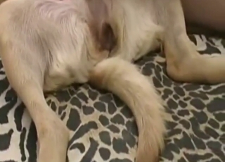 Zoophilic dude has his sights on a dog's pussy