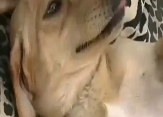 Zoophilic dude has his sights on a dog's pussy