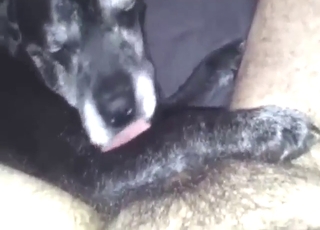 Unfair: cock-licking toilet kit cannot stop worshipping