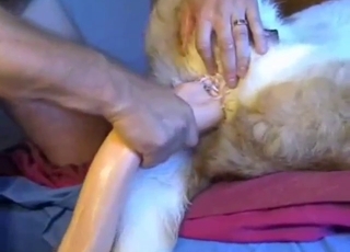 Insane toys used for wonder in a dog fuck vid
