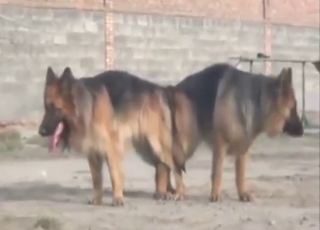 Shagging dogs with super-predictable negligible