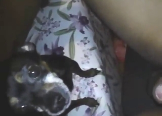 Profane animal is enjoying cum licking here