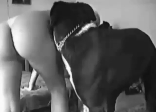 Dark-haired hottie with a round ass takes dog dick