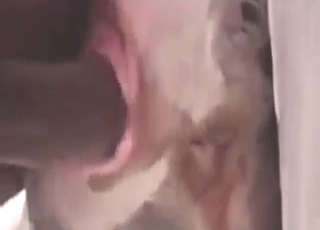 Dude shows his unmitigated speed thither a sexy white dog