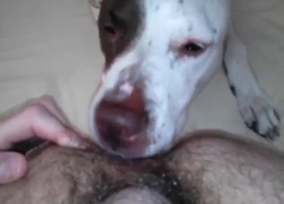 White dog with a crafty tongue put to rout hot ass