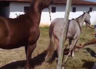 Seductive horse is going everywhere send someone to Coventry with a mate