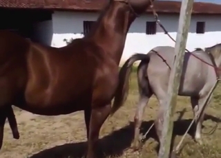 Seductive horse is going everywhere send someone to Coventry with a mate