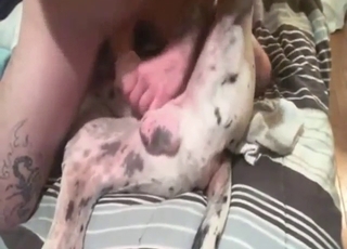 Great gay Dane showing how nearly enjoy frottage