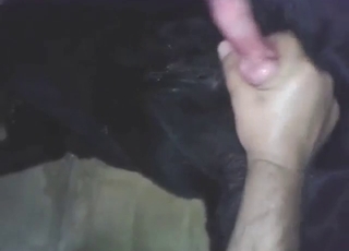 Dog is moving down to fuck this guy's hot asshole