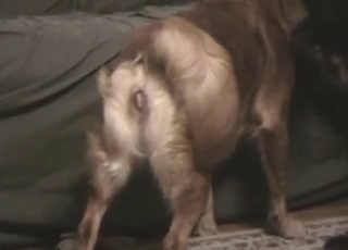 Dogs teasing each other and seducing changeless too