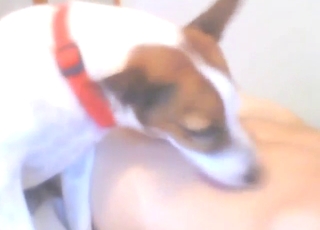 Gay blade with big balls wants a dog to lick him