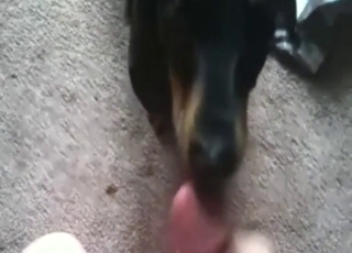 POV blowjob unfamiliar a titillating Gladstone bag that wants orgasms