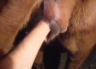 Anal fist-fuck for a brown beast lose concentration wants it