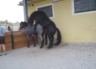Horses enjoy fucking outside, it's a great one