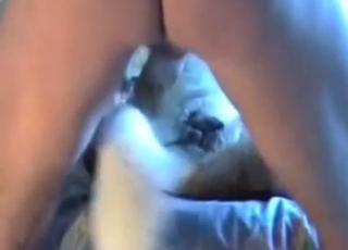 Dude wants a dog's pussy down be spread-eagled