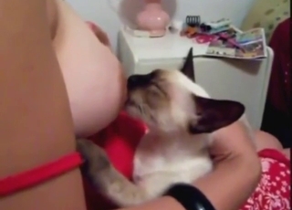 Cat enjoys a breastfeeding session in a hot vid