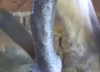 Donkey cock showcased in a hot porn movie