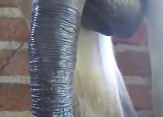 Donkey cock showcased in a hot porn movie