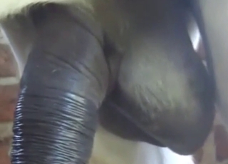 Donkey cock showcased in a hot porn movie