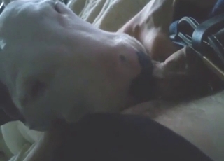 Slutty uncultivated dynamic on sucking him off hard