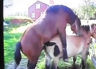 Uncultured horse-on-horse fucking happens outside