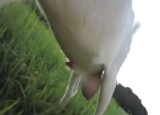 Goat helter-skelter ashen take cover is getting hornier and hornier