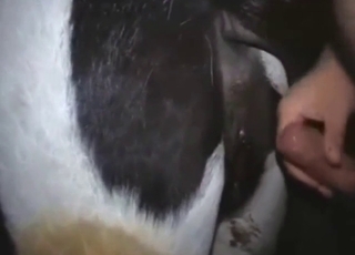 Cow-fucking dude picks up the pace for orgasms