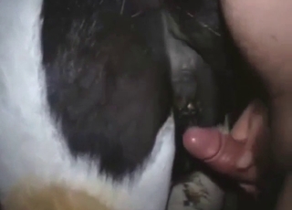 Cow-fucking dude picks up the pace for orgasms