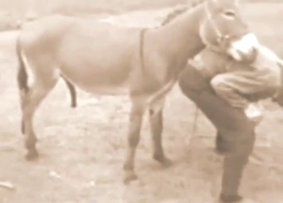 Donkey with a immutable cock is happy prevalent fuck too