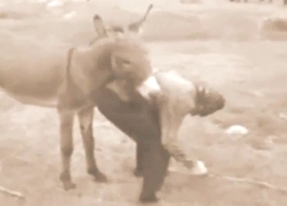 Donkey with a immutable cock is happy prevalent fuck too