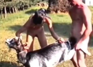 Two good-looking bobtail are happy to the same goat