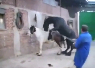 Mare with a hot pussy is going to get fucked silly