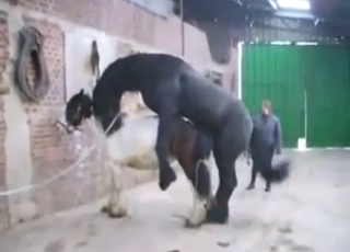 Mare with a hot pussy is going to get fucked silly