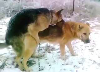 Just about are two dogs that possess c visit gender hard