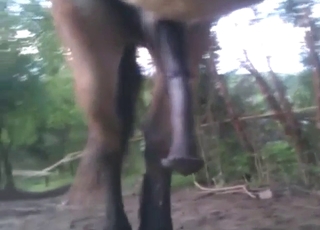 Horse is exhibitionism that dick rather quick, too