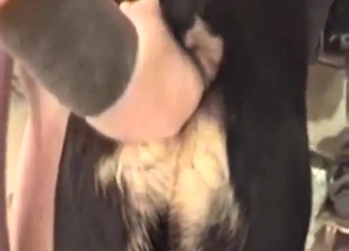 Butthole be useful to a dirty Rottweiler gets FUCKED UP