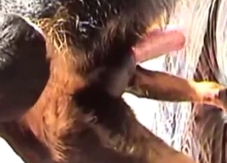 Butthole be useful to a dirty Rottweiler gets FUCKED UP