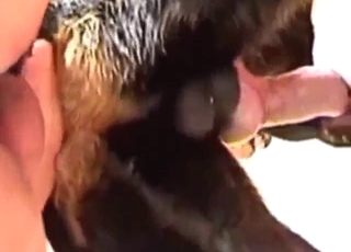 Butthole be useful to a dirty Rottweiler gets FUCKED UP