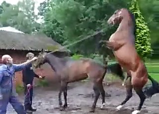 Horse Sekx Türkce