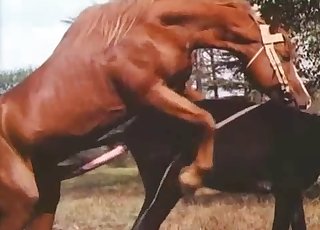 Muscled brown stallion is fucking a horse - ホースズフィリアチューブ