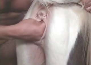 Sticking his cock deep inside of that pussy - Horse Zoofilia Tube 