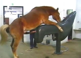 Horse Machine Sex