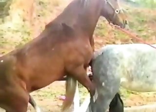 Hors Ful Saxi Video - Close-up horse sex video, impressive - Tube Zoofilia Horse