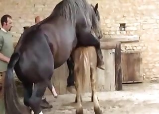Videos pferde sex Pferde sex