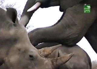 Elephant Sex Video