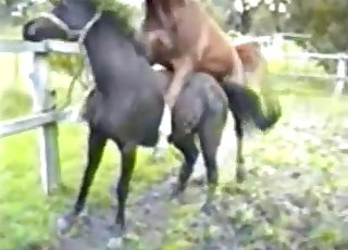 Two horses fucking passionately - Horse Zoofilia Tube